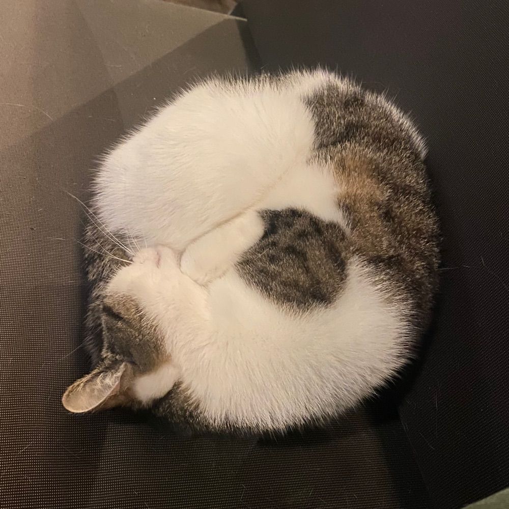 Mimi ni paka