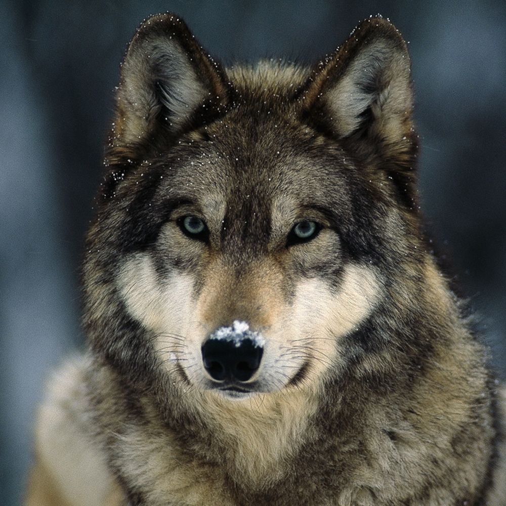 gray-wolf27.bsky.social profile picture