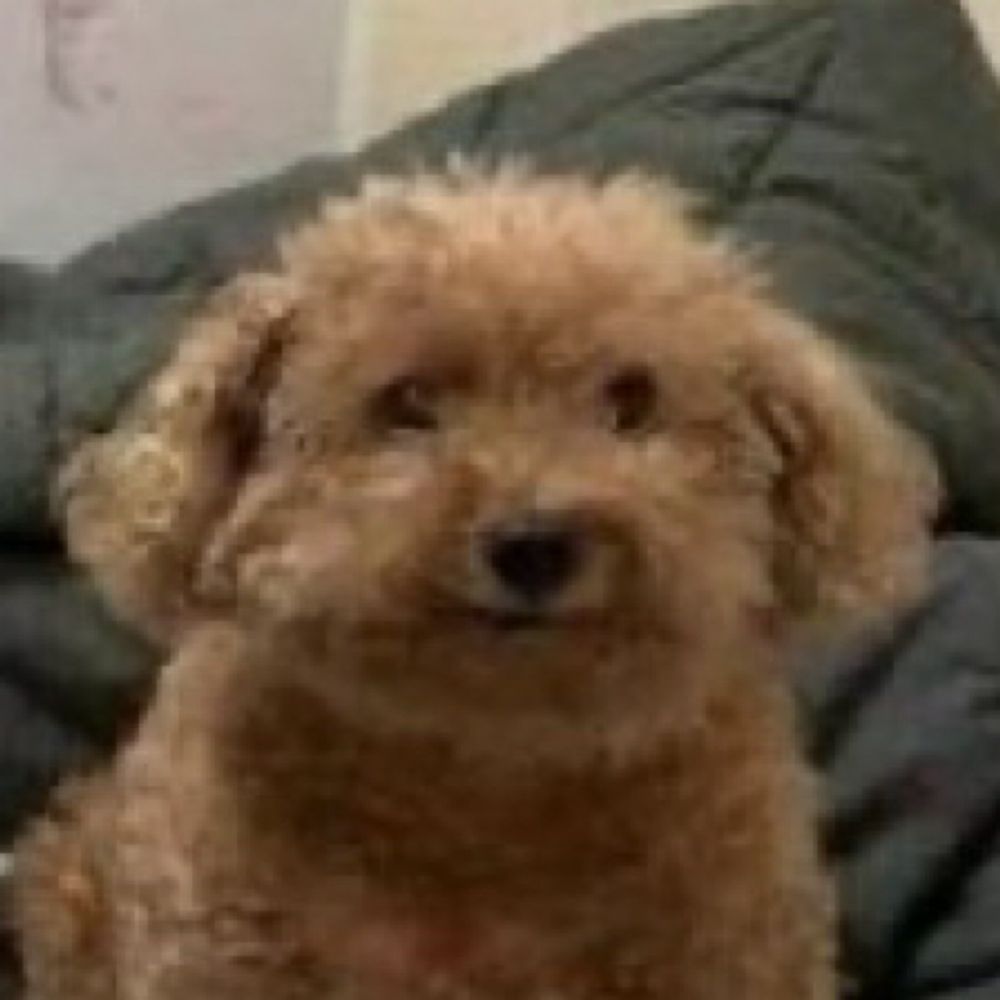 HEY POCHI🐕