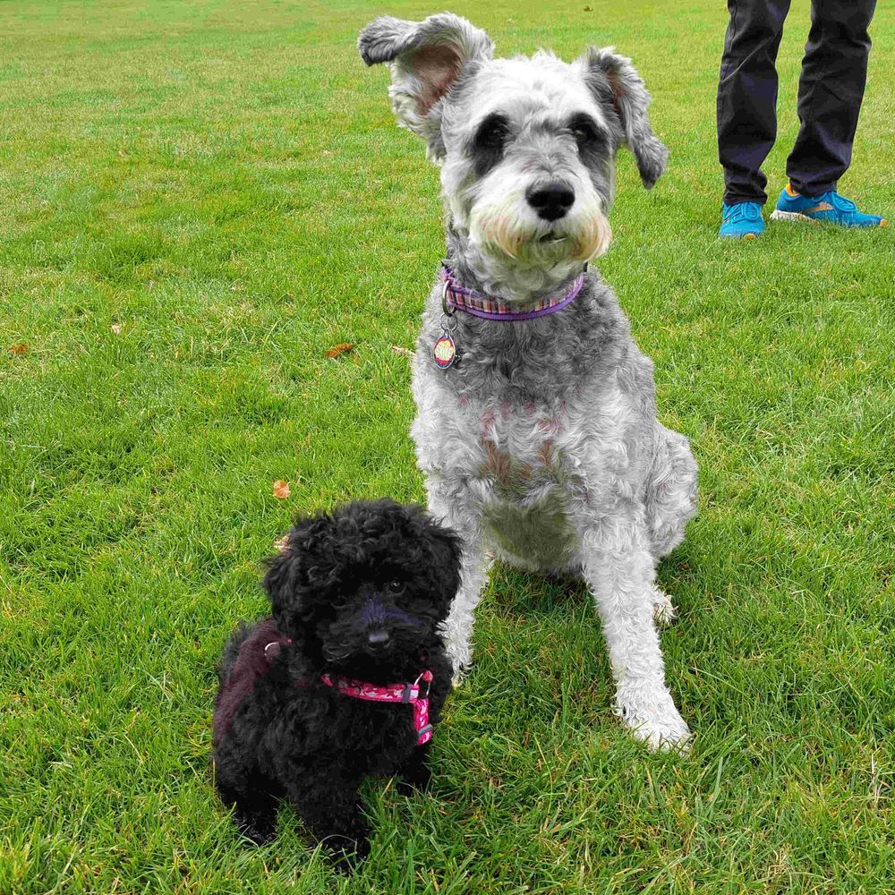 Noodle and Skye 🏴󠁧󠁢󠁳󠁣󠁴󠁿