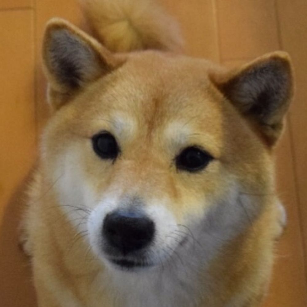 ぶなぴー