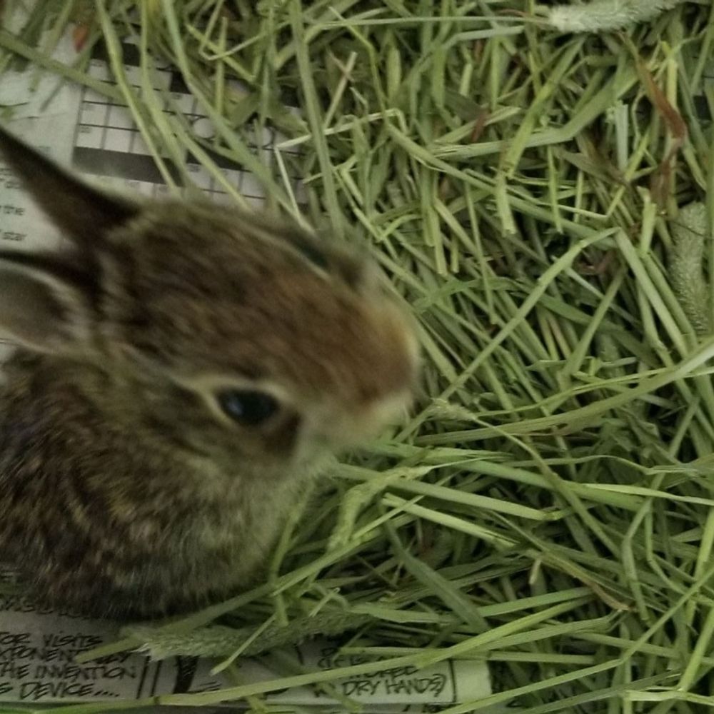 Mojorabbit