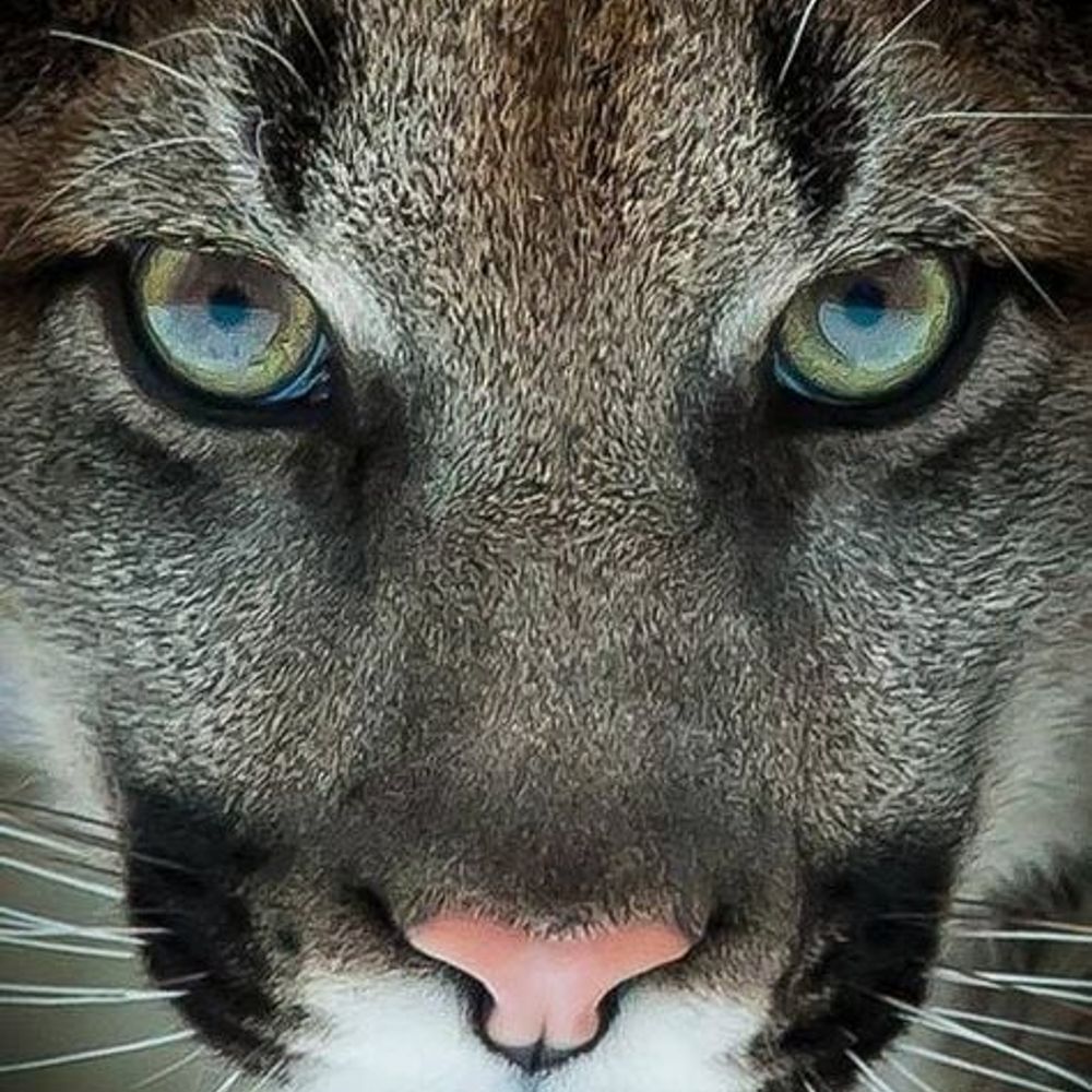 Catillac