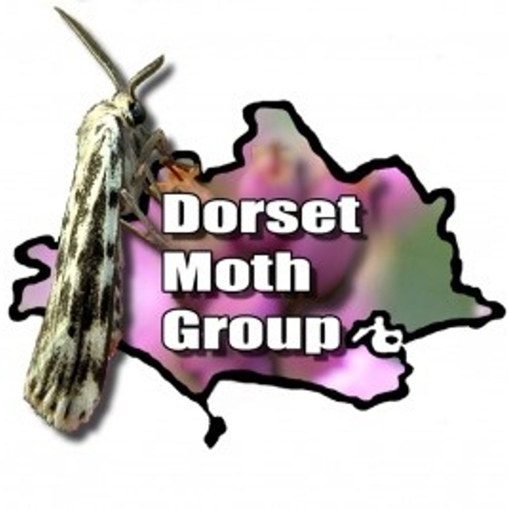 Dorset Moths