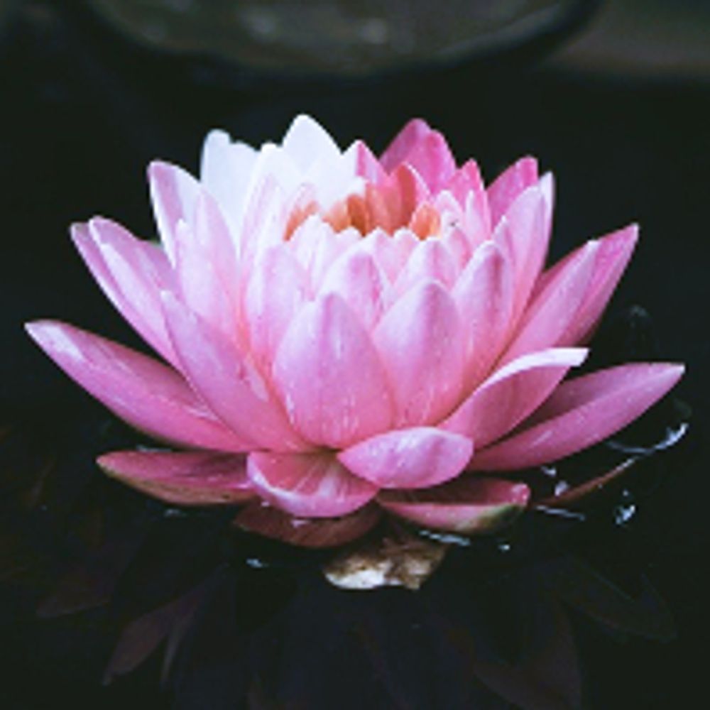 Lily (inactive)