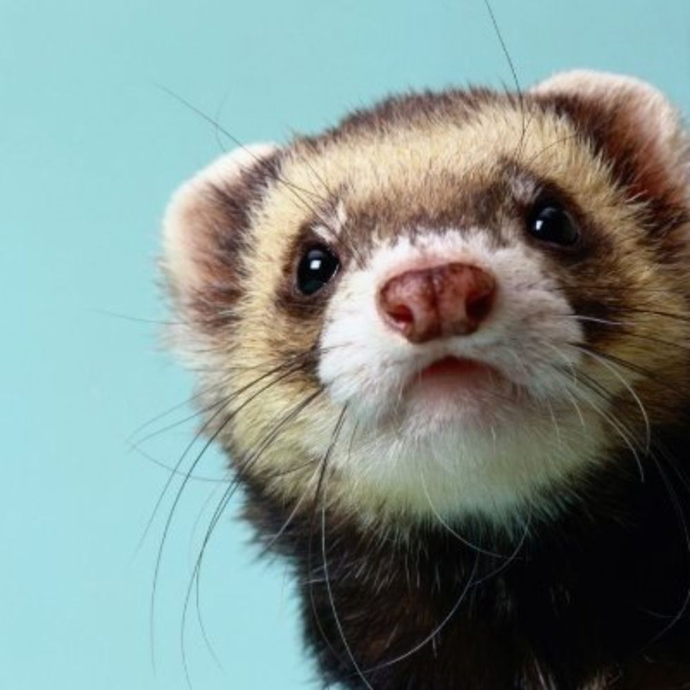 Freya the Ferret's avatar