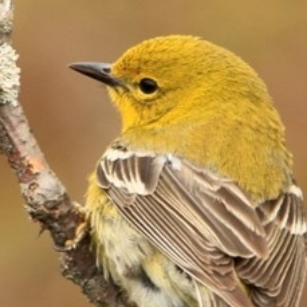 possum warbler