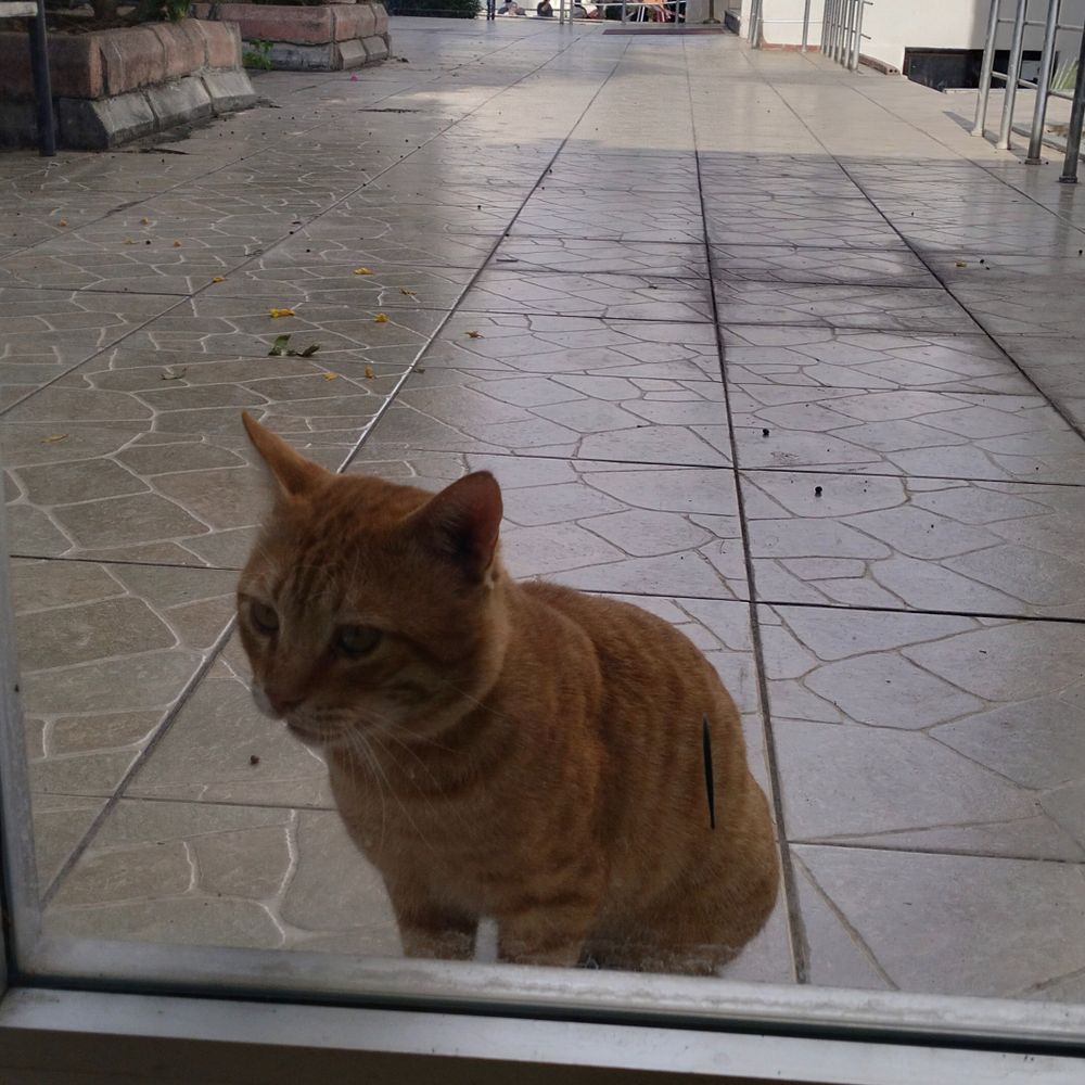 Feyruzusluoglu