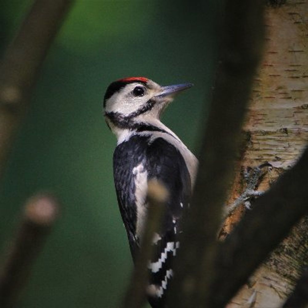 Biodiv News