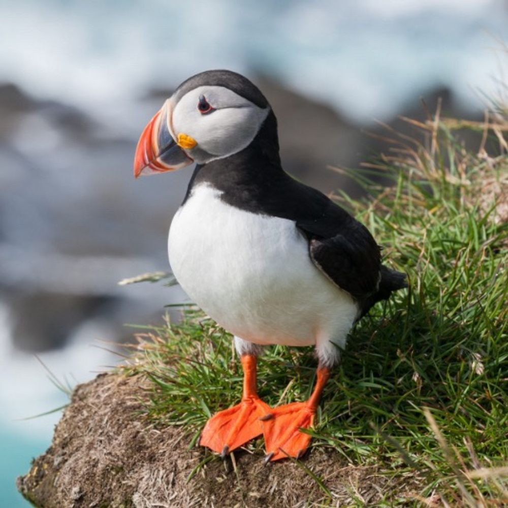 Puffin Ulli