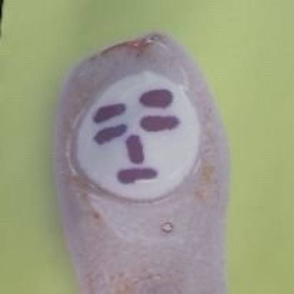 月見草