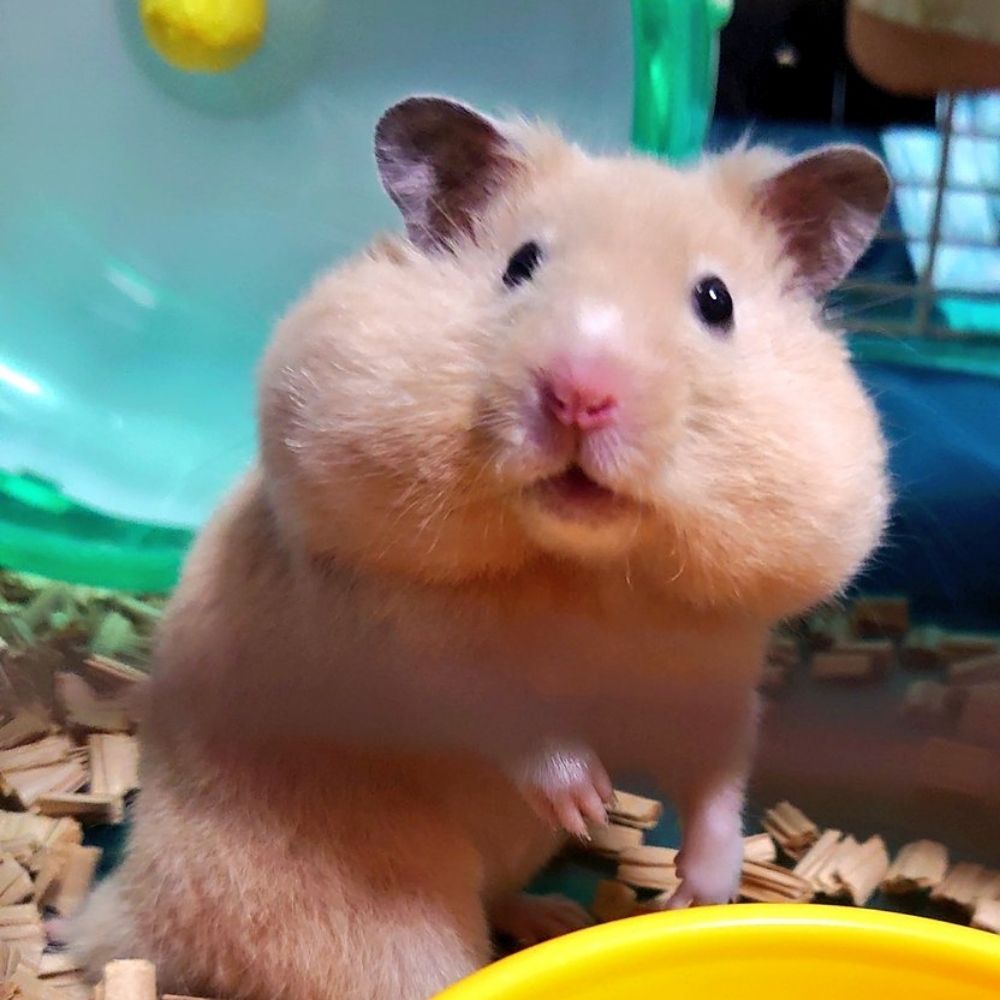 오늘내일모레