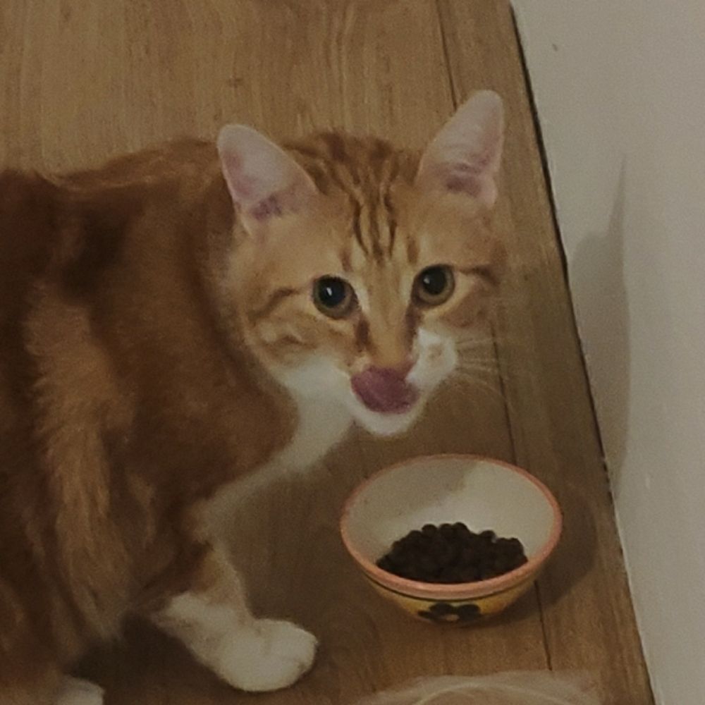 Çapulcu çocuğu azgın azinlik