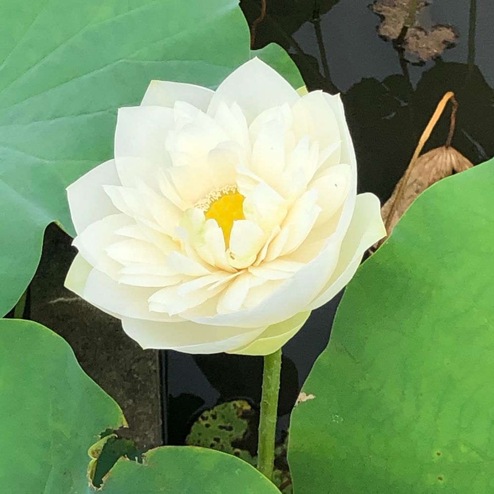 にゃむ