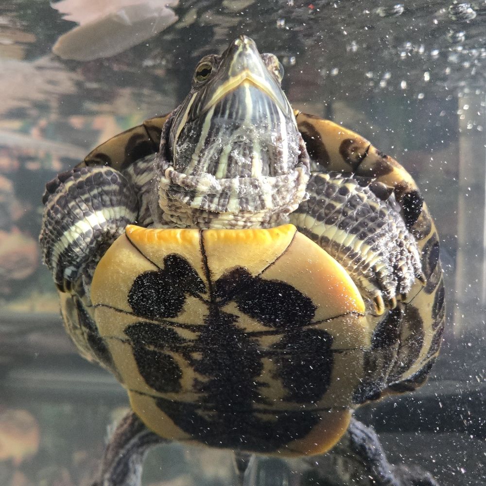Jalapeño, the turtle who lived
