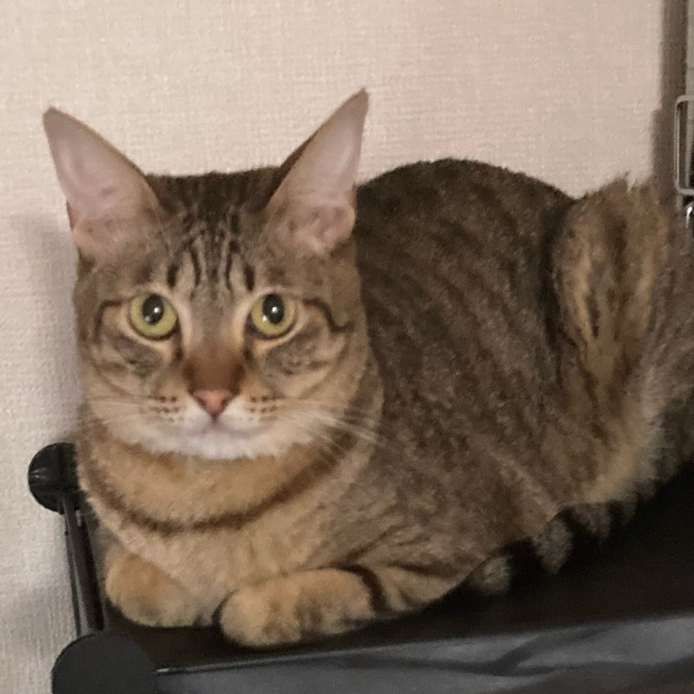 ゆうね