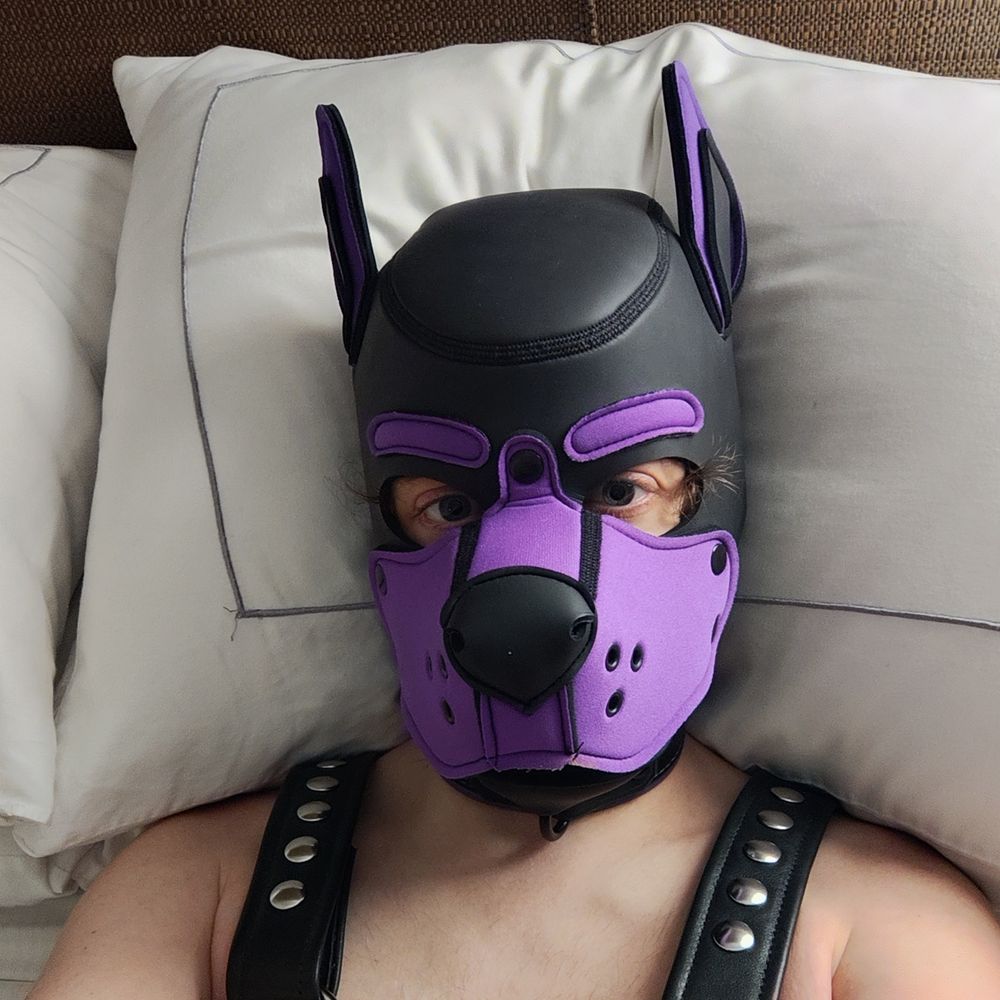 Pup Orion 