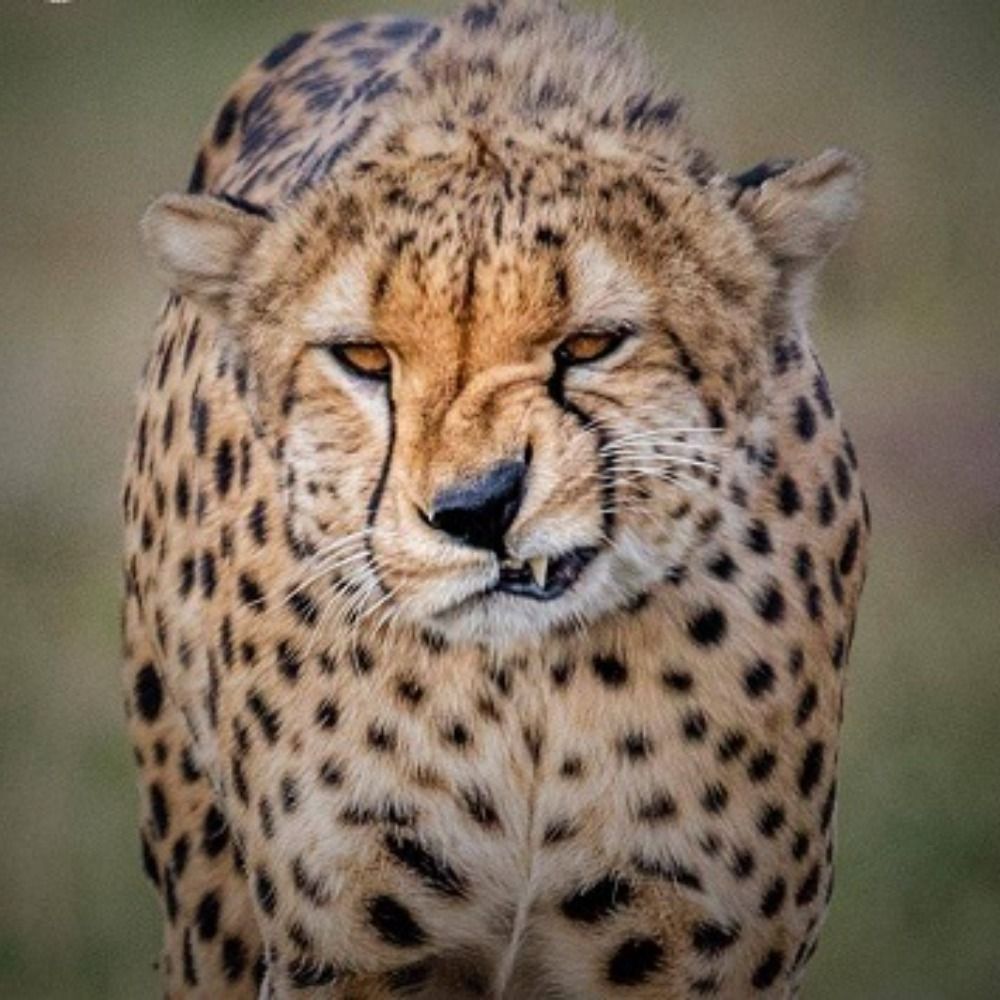 Furycat