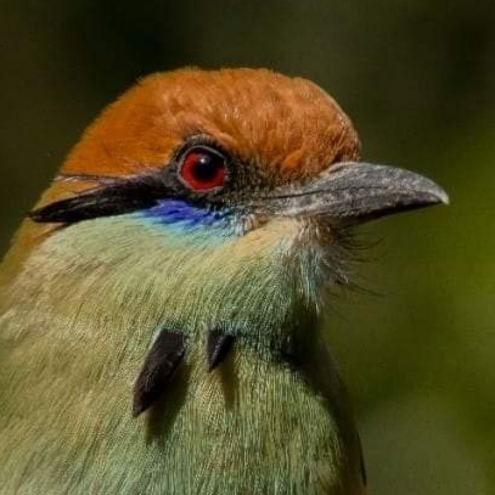 Aves y Naturaleza de México