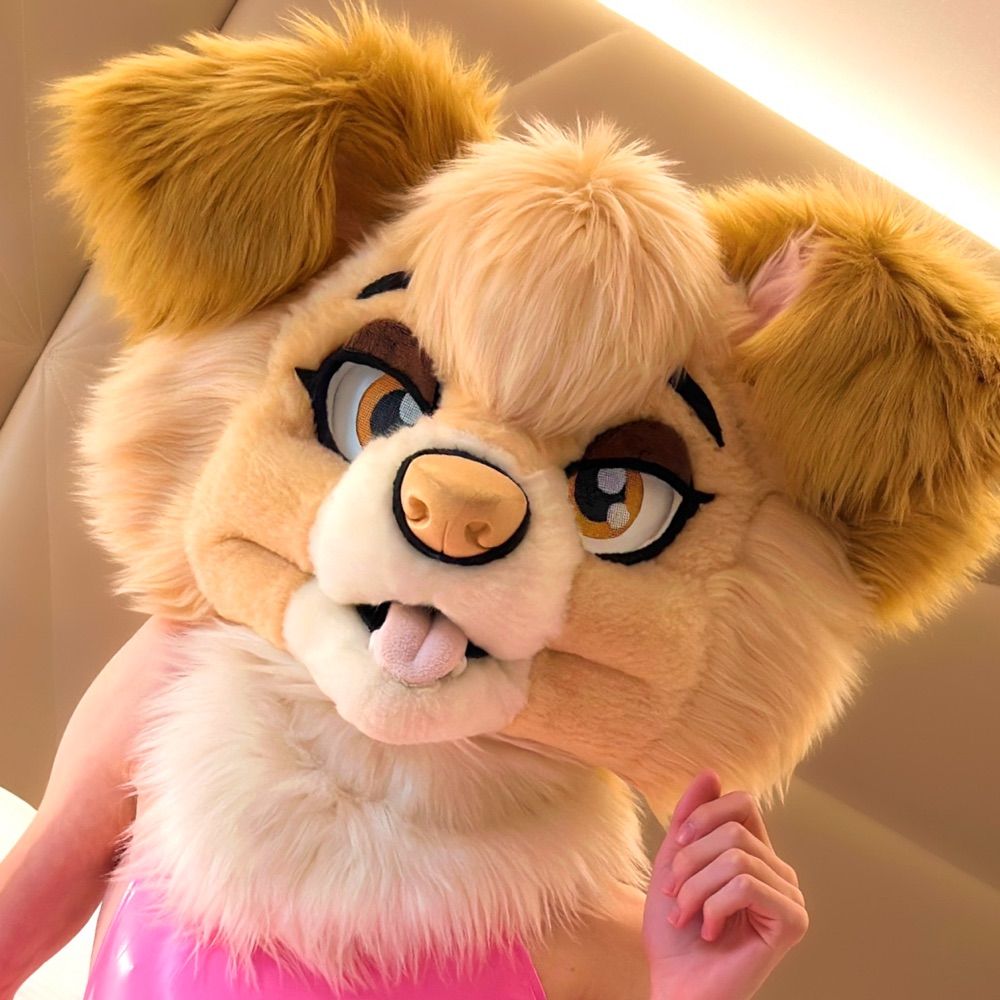 🎀 Amber Collie 🎀