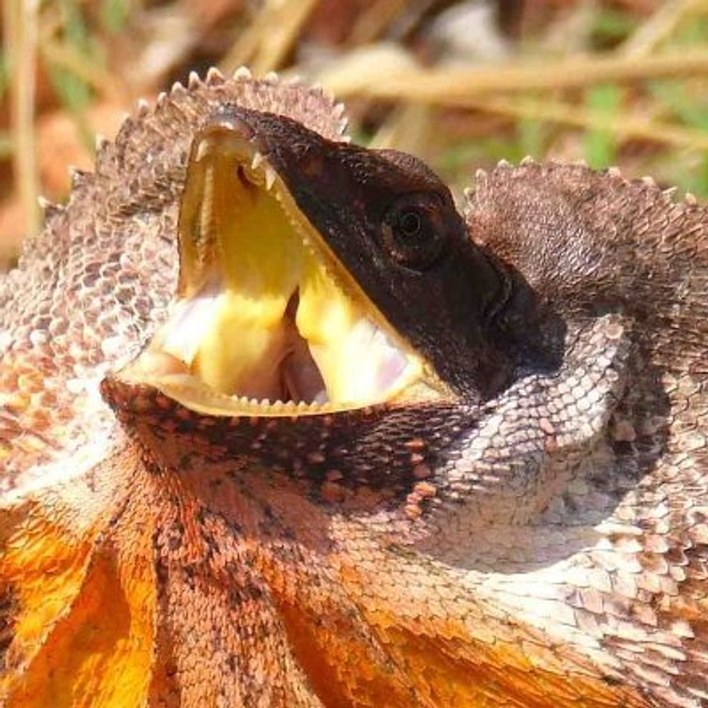 lucki lizard