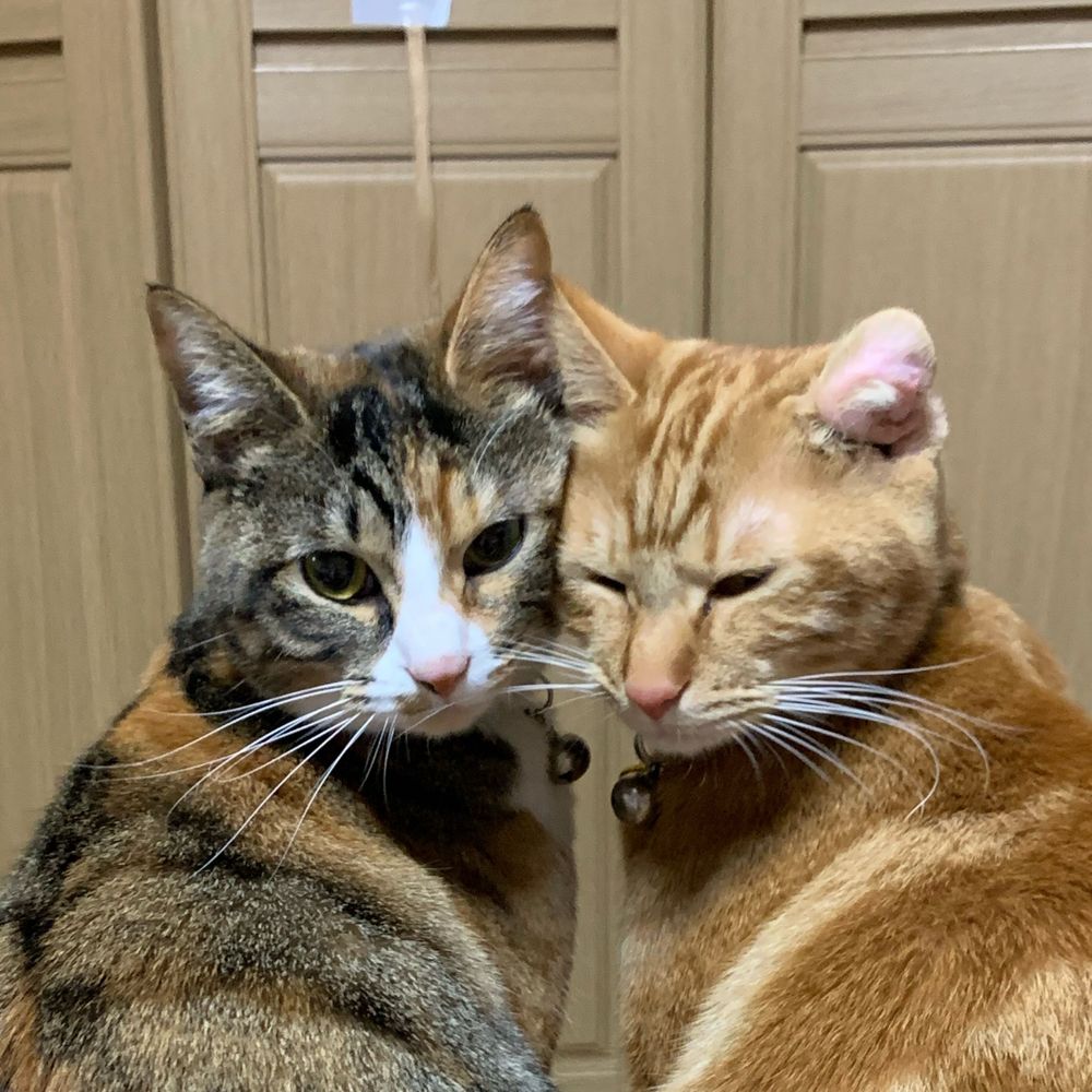 暁と3びきの猫
