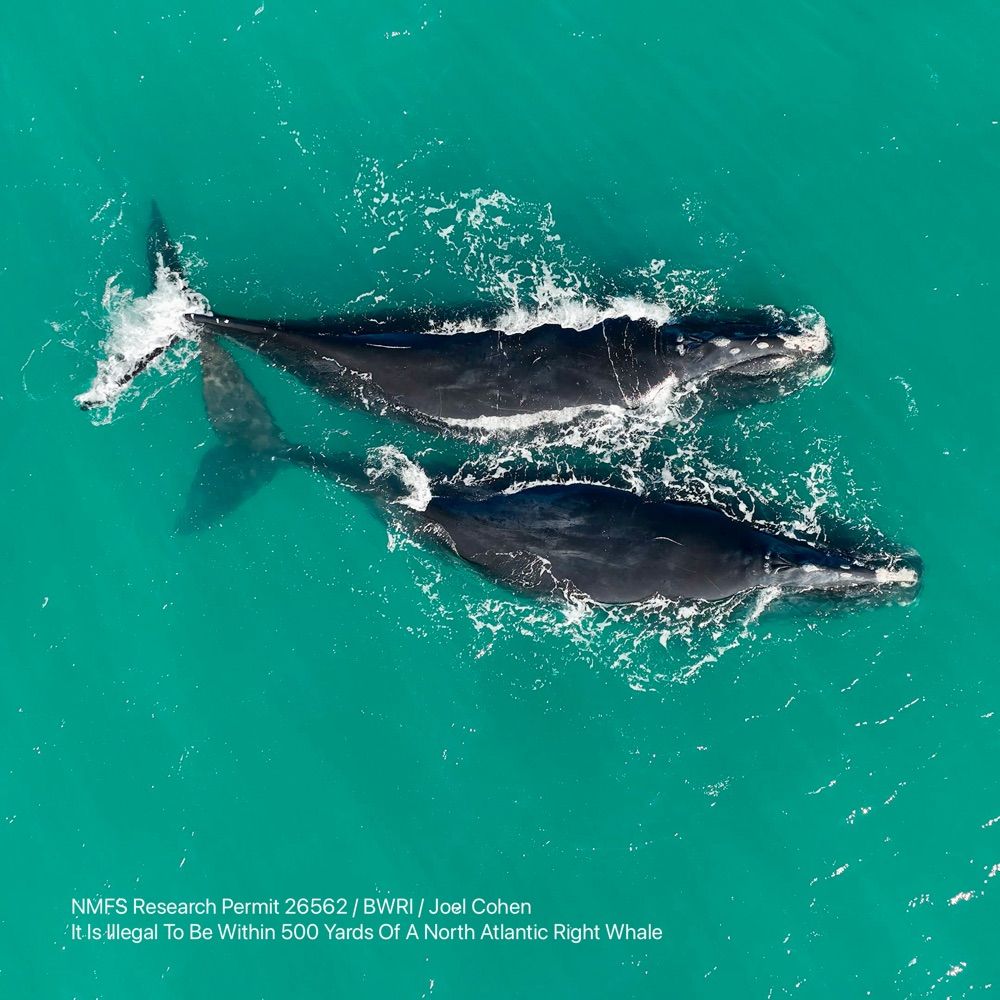 Right Whale Sighting Network 888-979-4253 (888-97-WHALE)