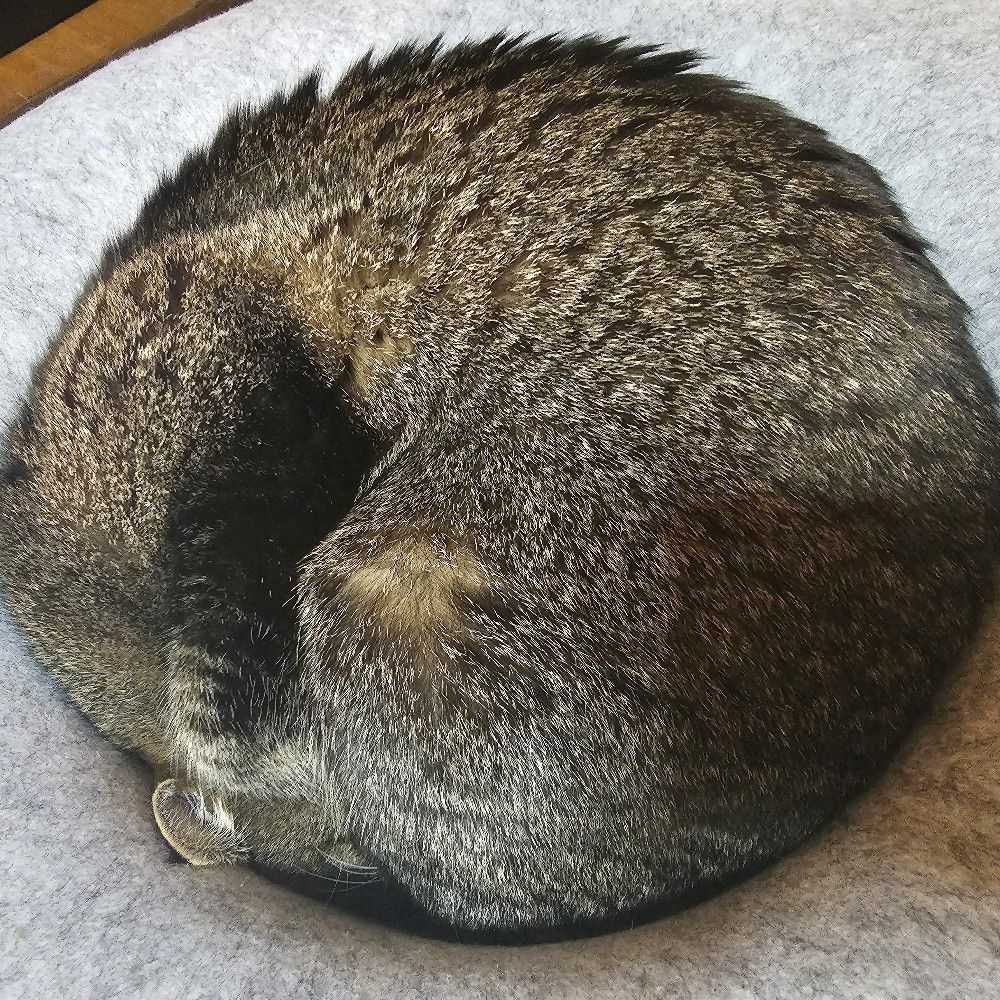 からすば