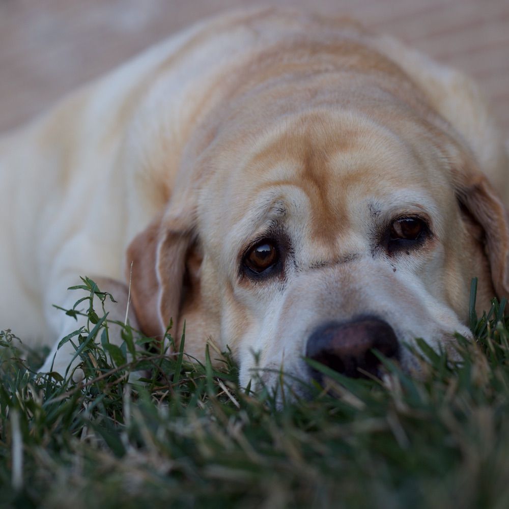 Charlie