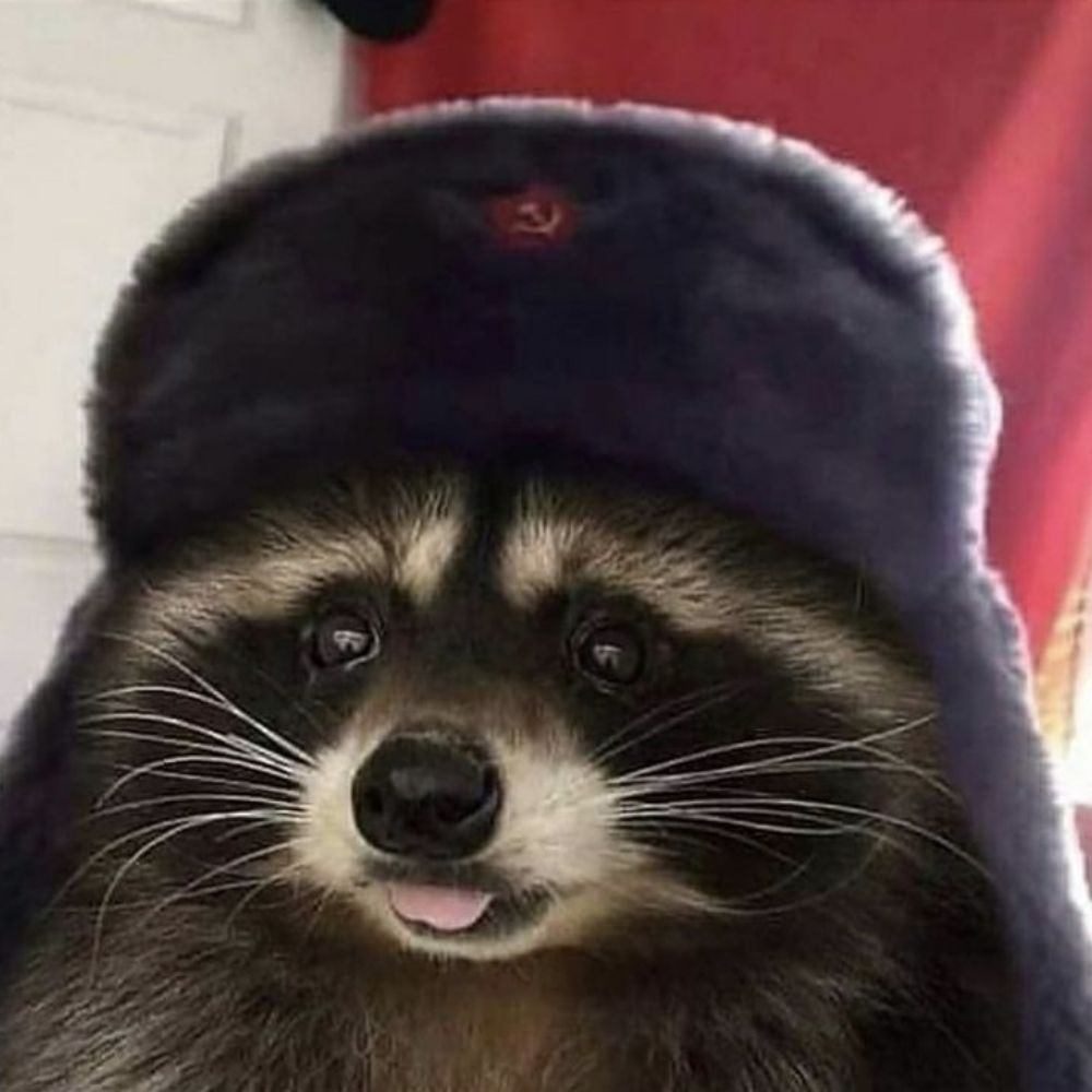Raccoon 🦝