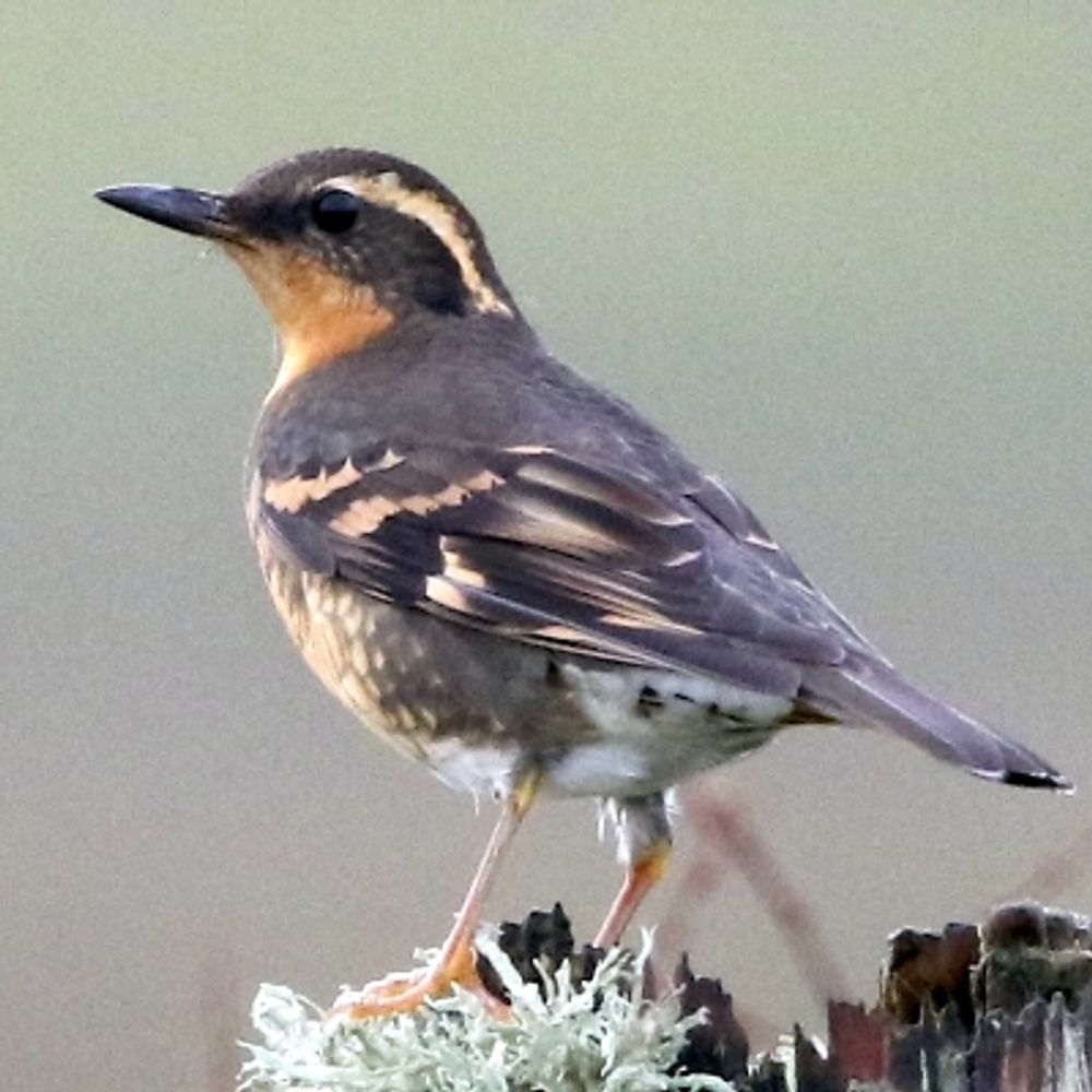 Orkney Birding