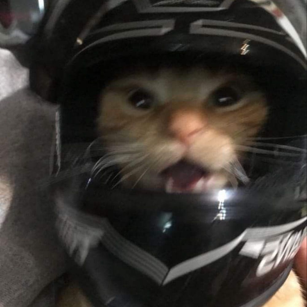 Narizpiqueno