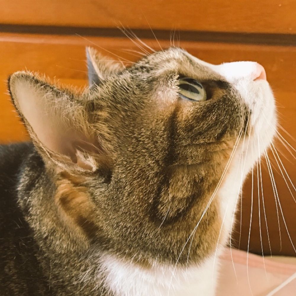 猫の名はぼく