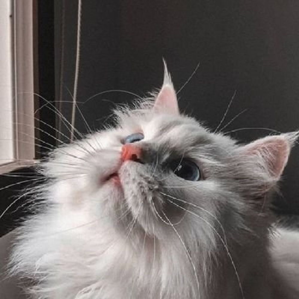 dipawz