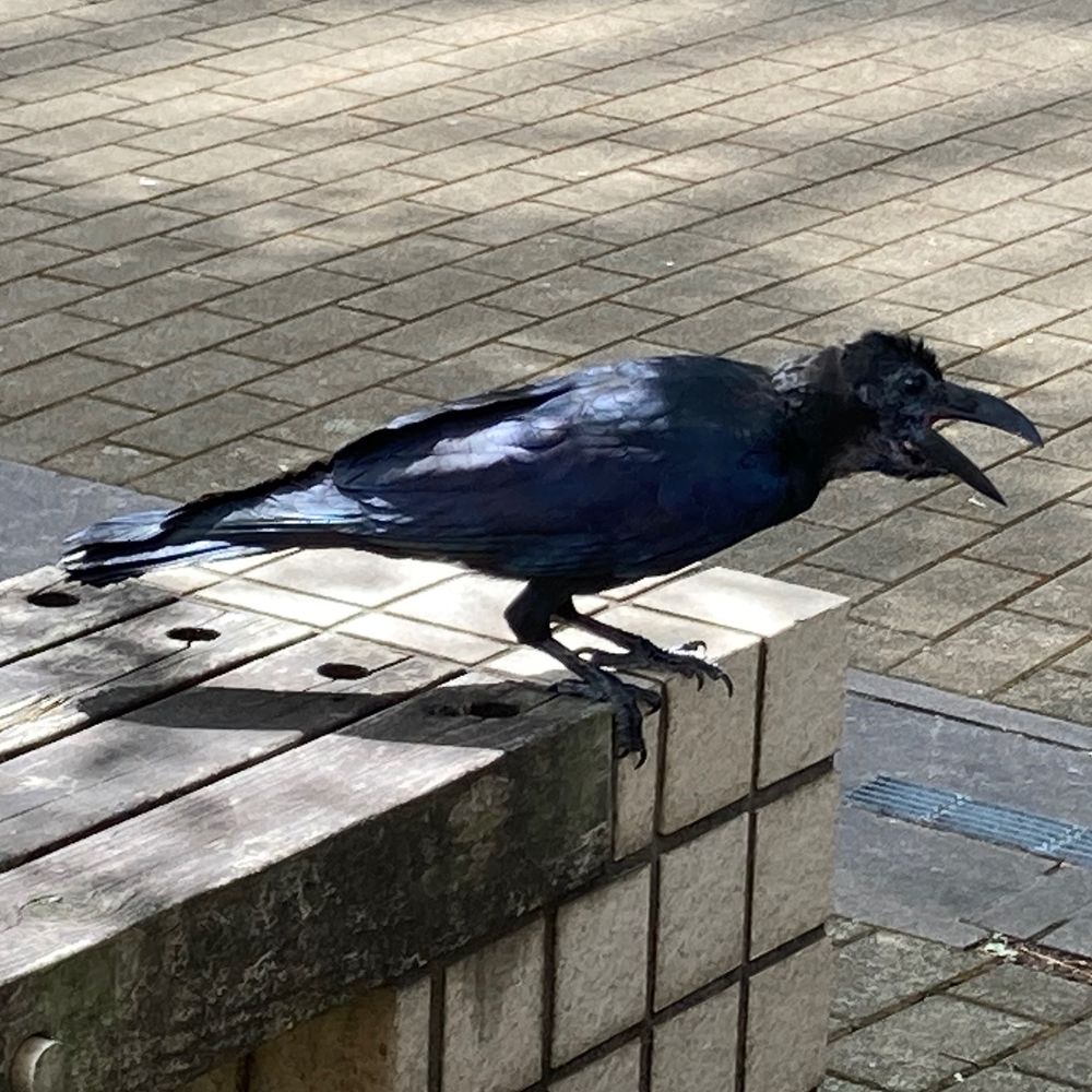 ラすけｨ