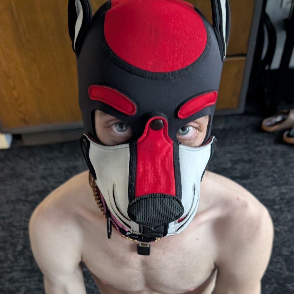 gadget-pup.bsky.social