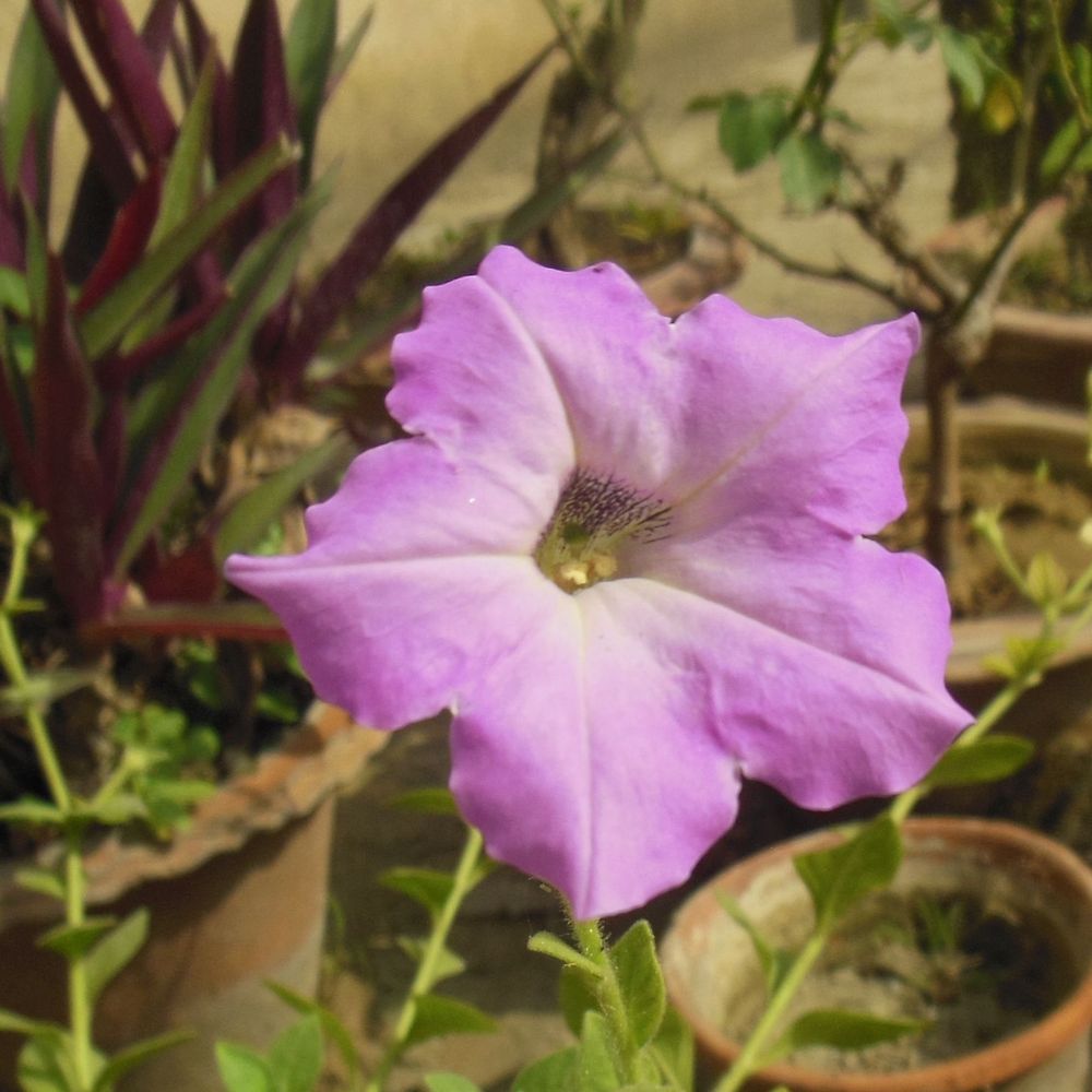 a bowl of petunias's avatar