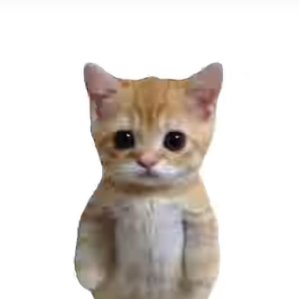 Just Cats Being Silly