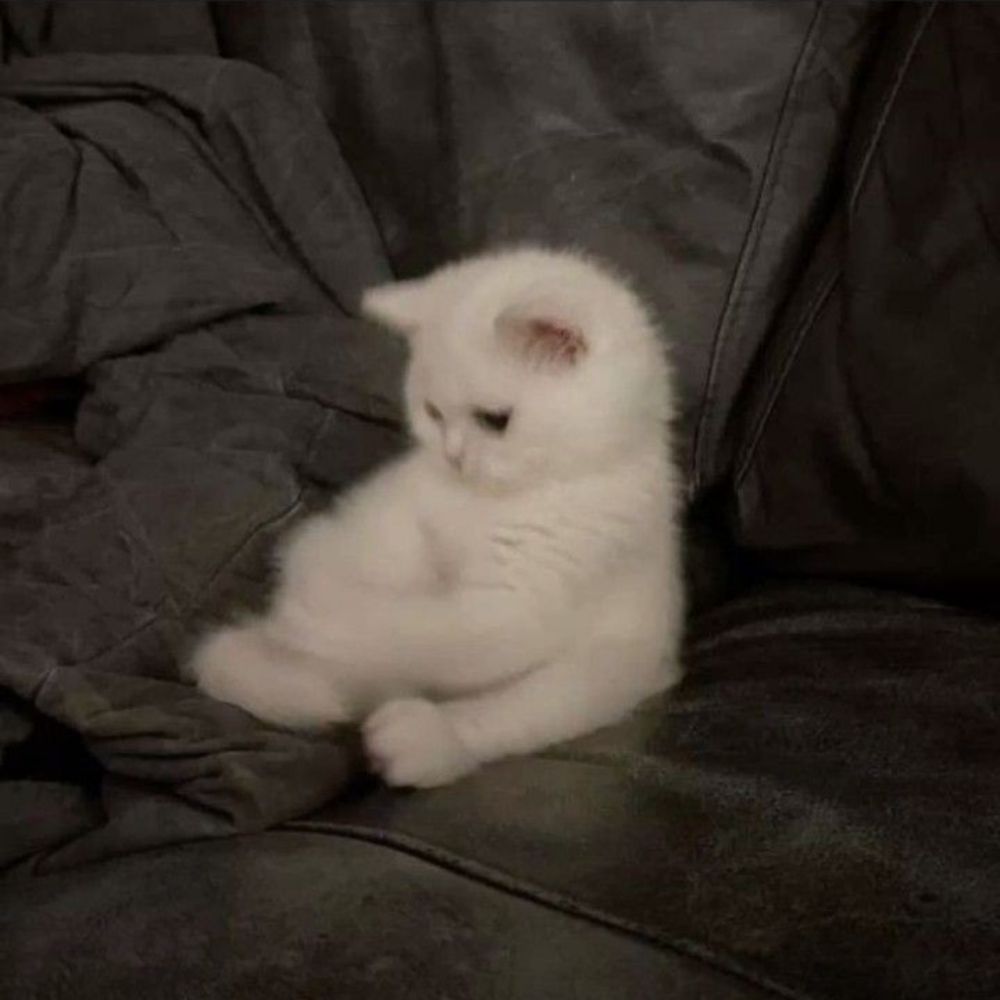Blobcat.laxcore