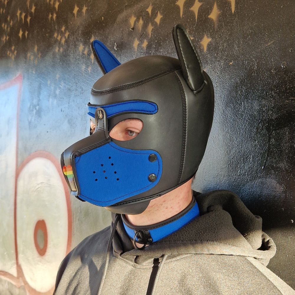 puppy.dazo
