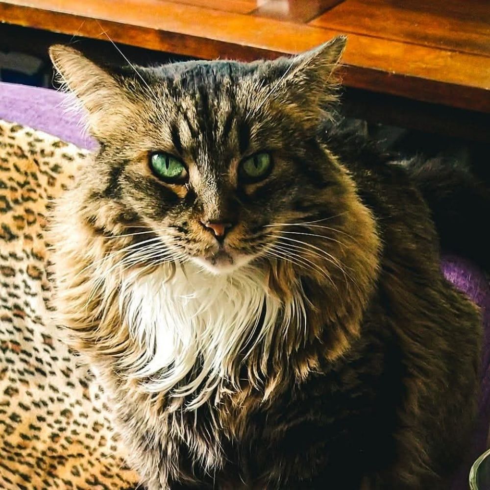 Monty The Wonder Cat