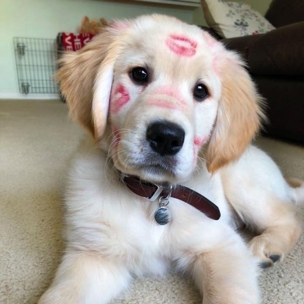Dogs photo
