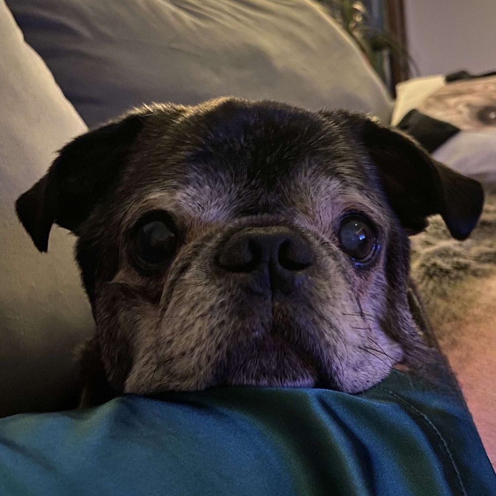 Isabelle & Napoleon the PUG