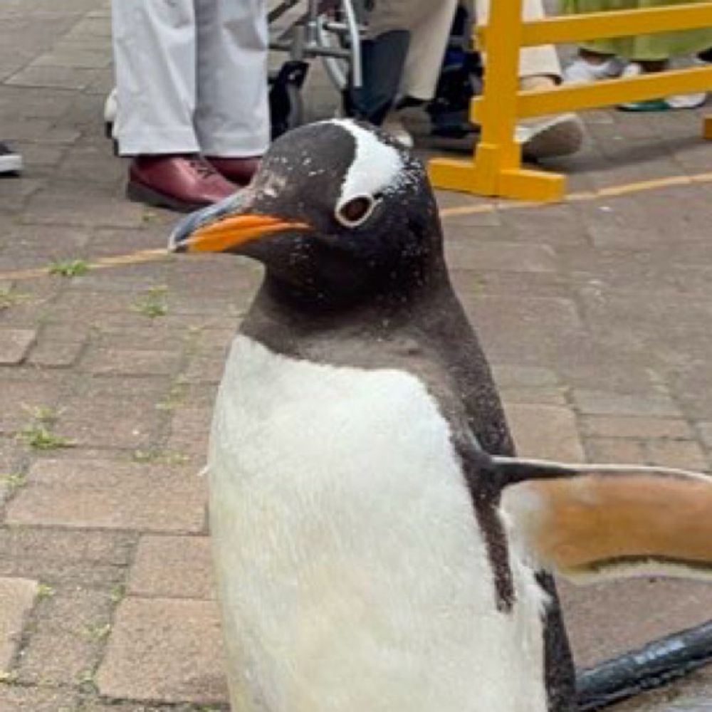 🍈🐧めろん🐧🍈