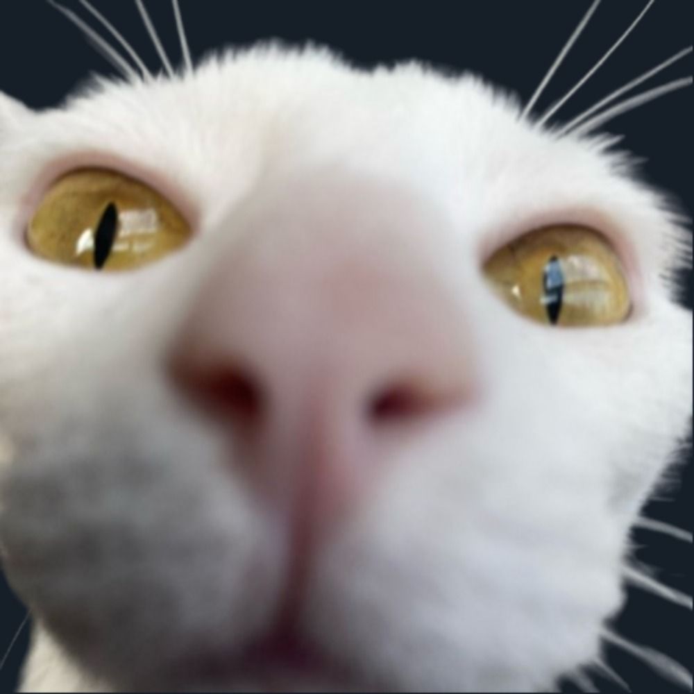 lui