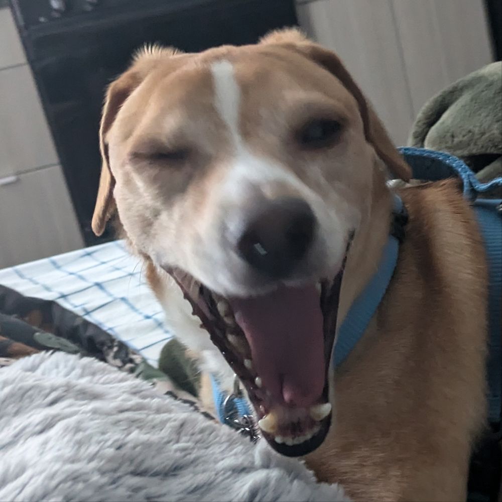 Abibi's dog Merlin