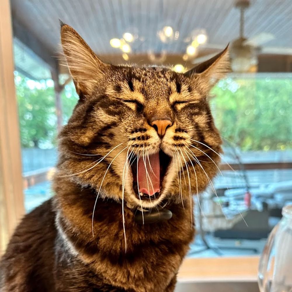 CatGPT