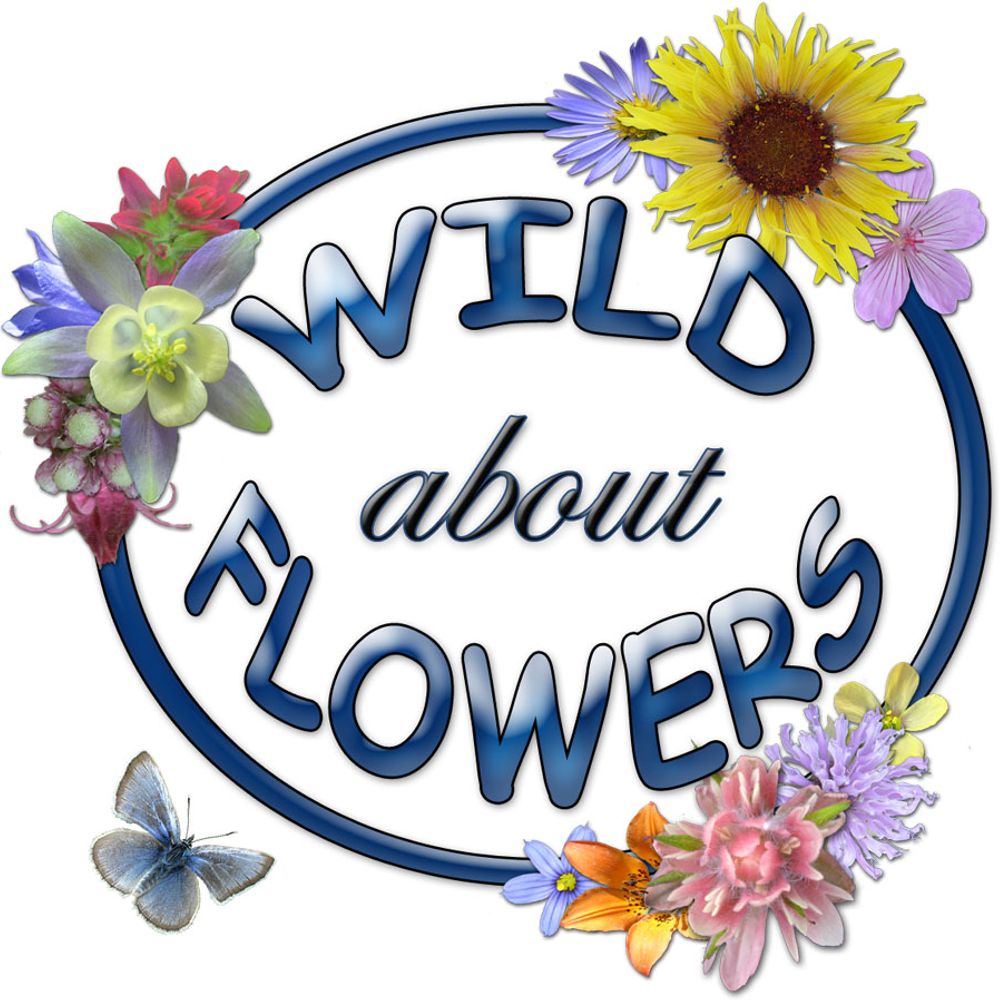 Wild About Flowers - Native Plant Nursery