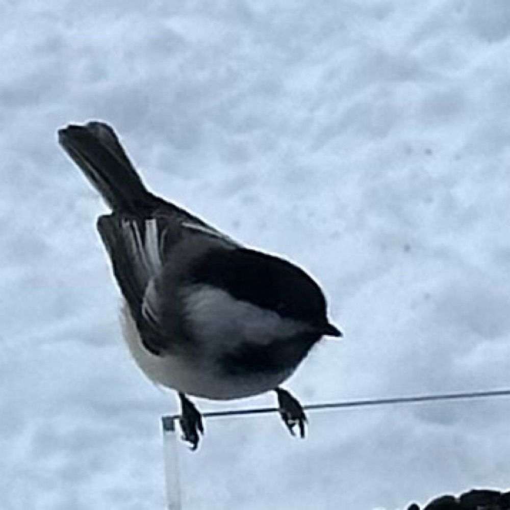 Chickadee