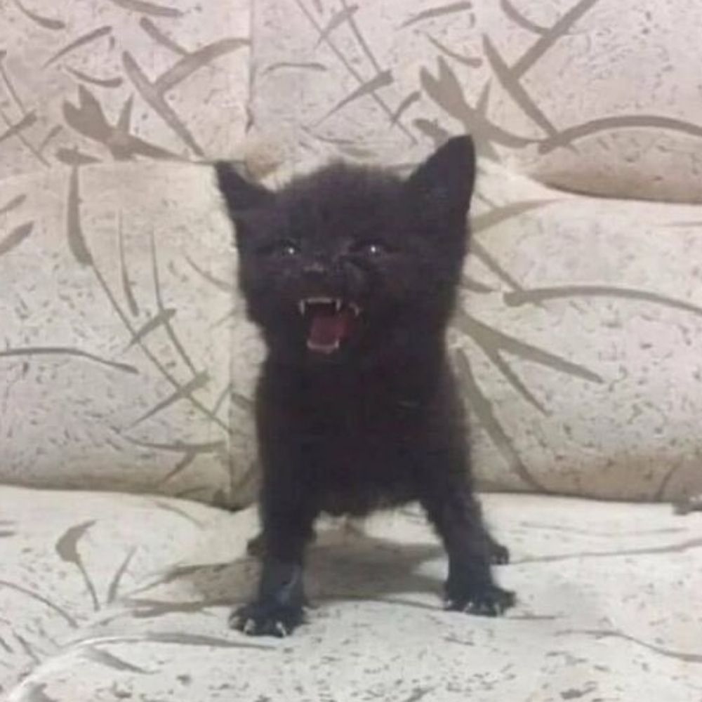 bebê reborn do miduei